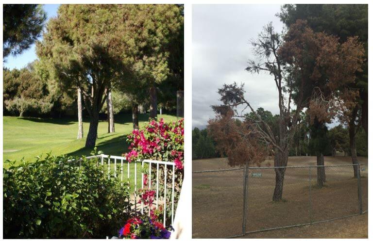 Rancho Mirage before & after 
