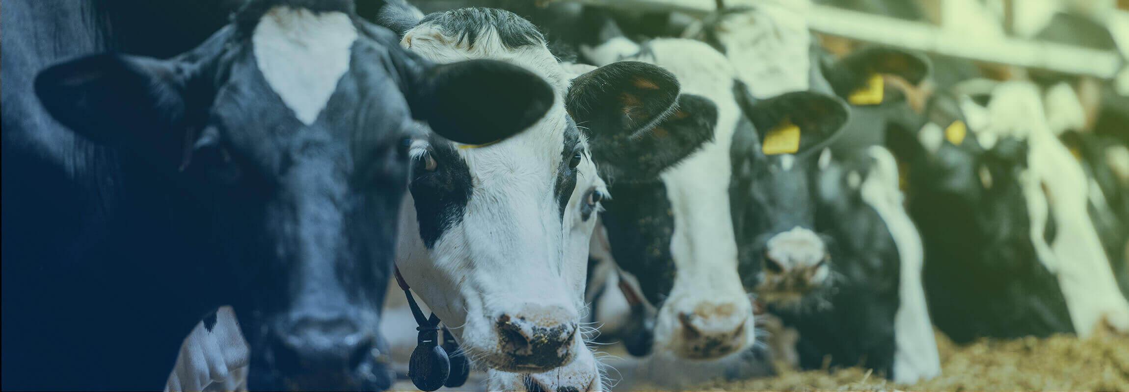 Hagens Berman Dairy Price Fixing Antitrust Lawsuit