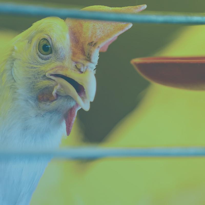 Hagens Berman chicken class action